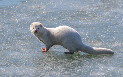American Mink photographed in Delaware