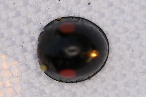 Twice-struck Lady Beetle photo 3