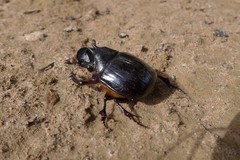 Heliocopris marshalli