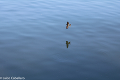 Pygochelidon cyanoleuca