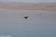 Nannopterum brasilianum