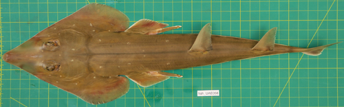 Rhinobatos punctifer observed 2020-02-16