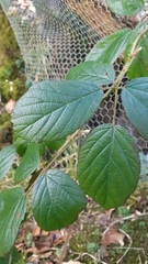 Rubus dasyphyllus