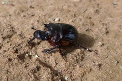 Heliocopris marshalli