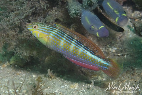Painted rainbow wrasse (Suezichthys arquatus) — Labridae