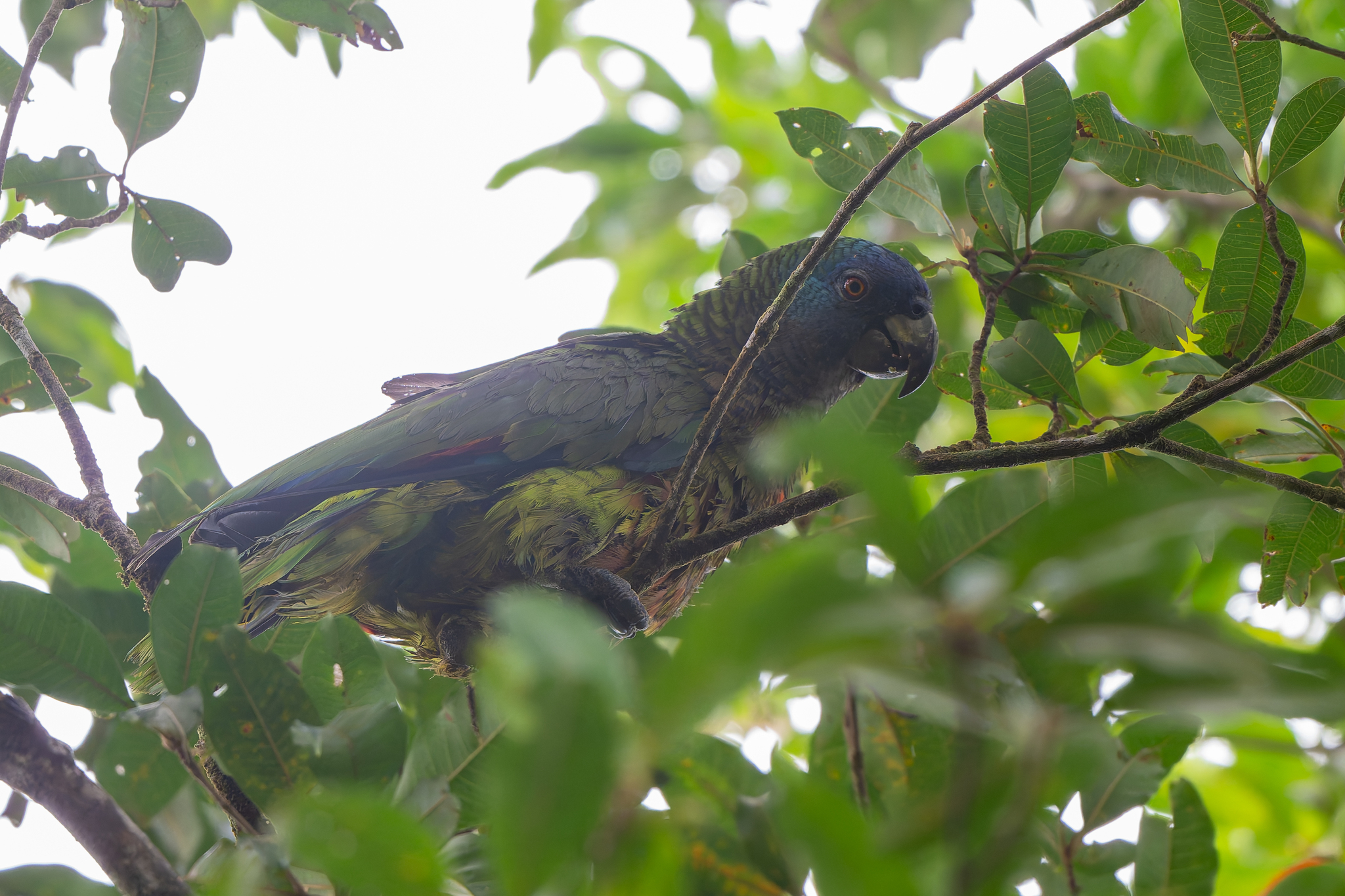 St. Lucia Amazon (Amazona versicolor), photo 2