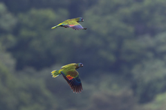 St. Lucia Amazon photo 2