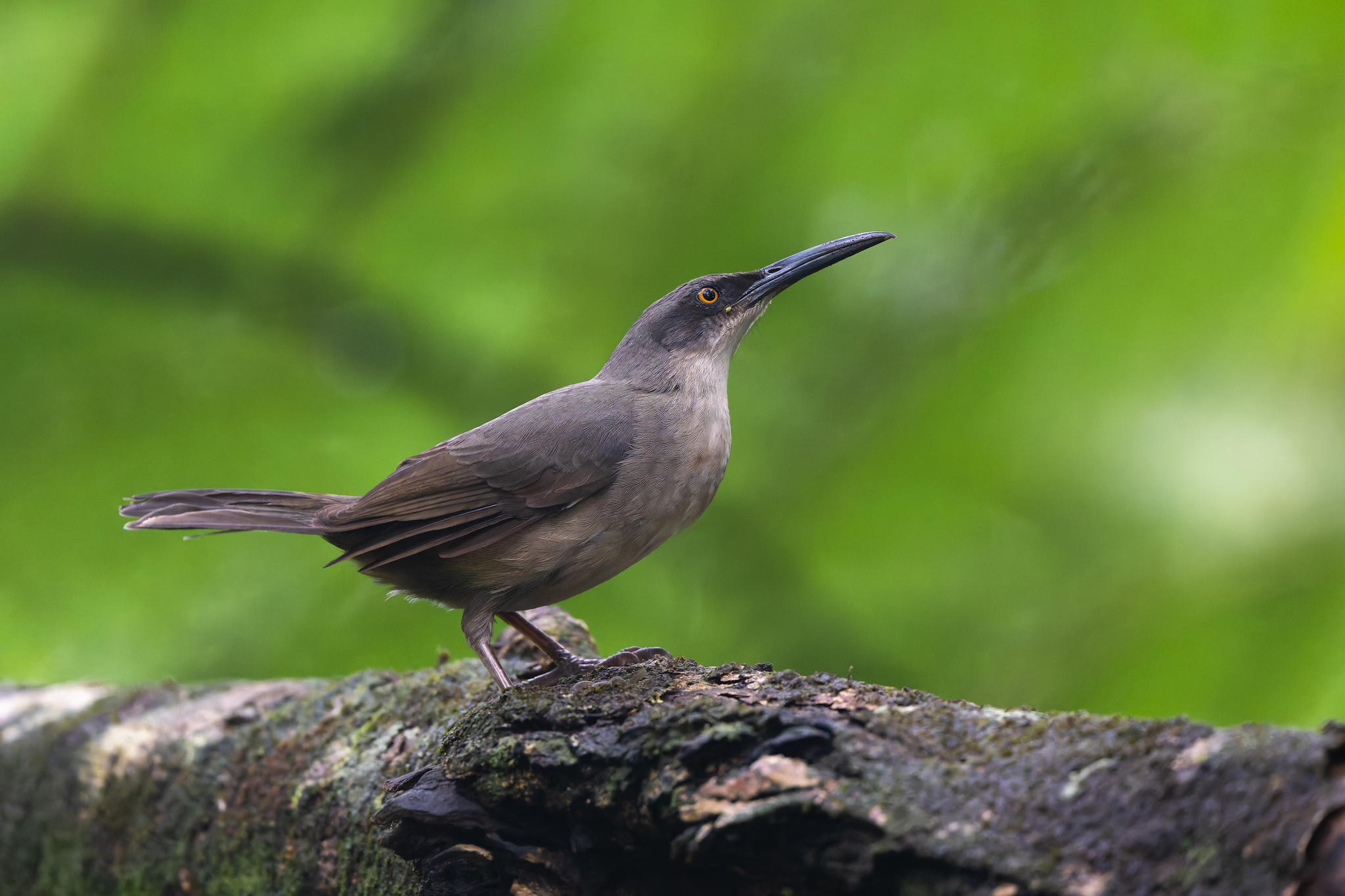 Grey Trembler (Cinclocerthia gutturalis), photo 5