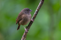 St. Lucia Black Finch photo 2