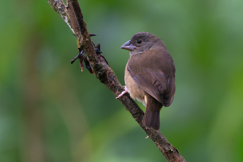 St. Lucia Black Finch (Melanospiza richardsoni), photo 10