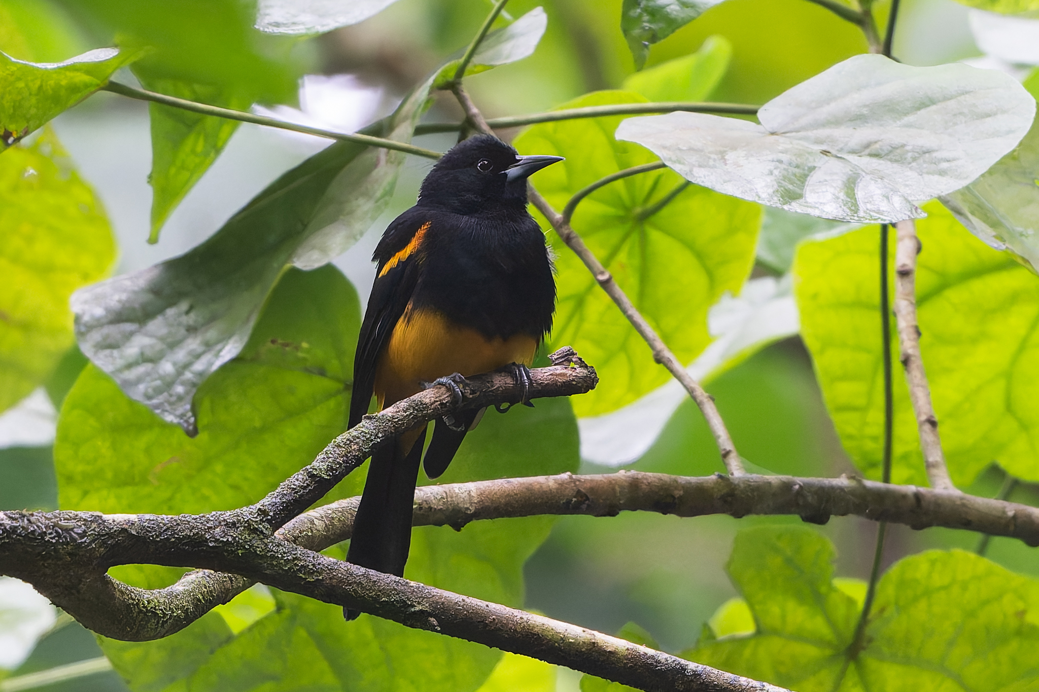 St. Lucia Oriole (Icterus laudabilis), photo 10