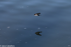 Pygochelidon cyanoleuca