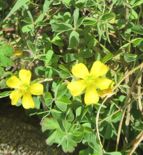 Foto de Oxalis dillenii