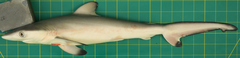 Carcharhinus sorrah