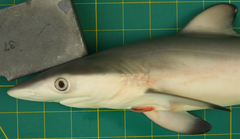 Carcharhinus sorrah