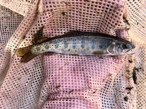 Bonneville cutthroat trout