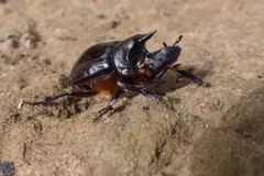 Heliocopris marshalli