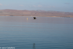 Nannopterum brasilianum