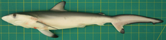 Carcharhinus sorrah
