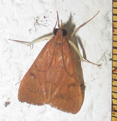 Udea ferrugalis