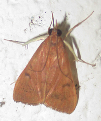 Udea ferrugalis