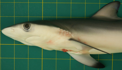 Carcharhinus sorrah