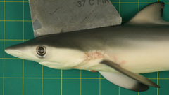 Carcharhinus sorrah