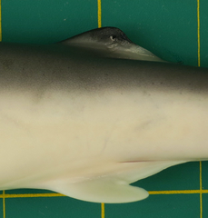 Carcharhinus sorrah