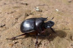 Heliocopris marshalli