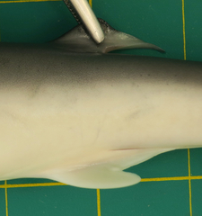Carcharhinus sorrah
