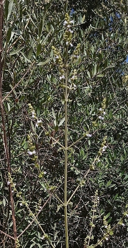 Tropical Bushmint