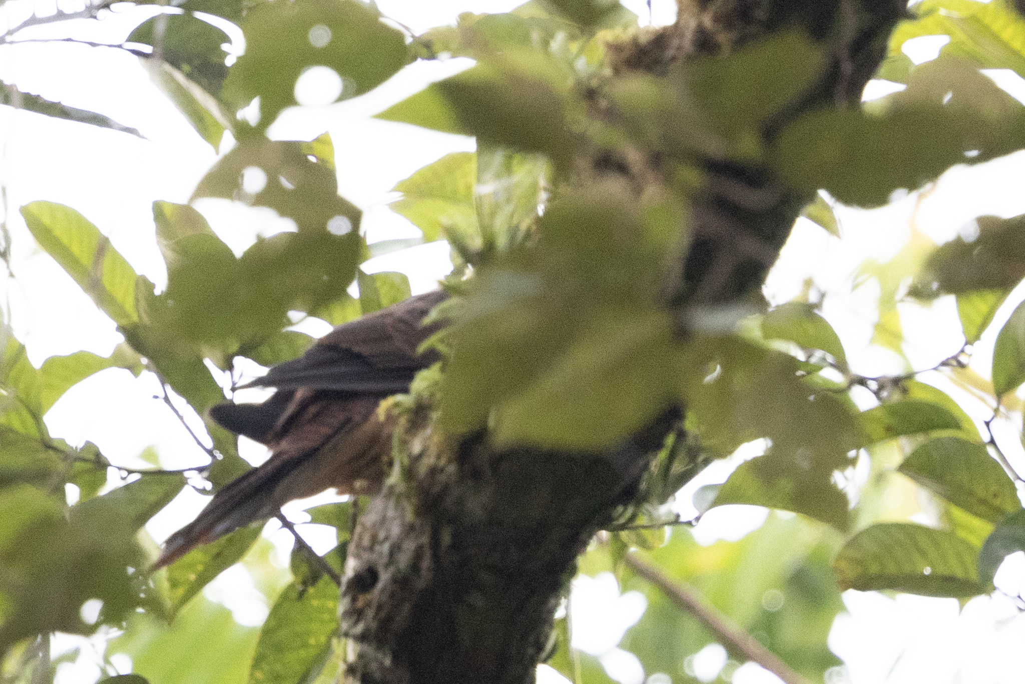 Barred Cuckoo-Dove (Macropygia unchall), photo 2