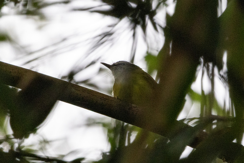 Yellow-bellied Warbler (Abroscopus superciliaris), photo 3