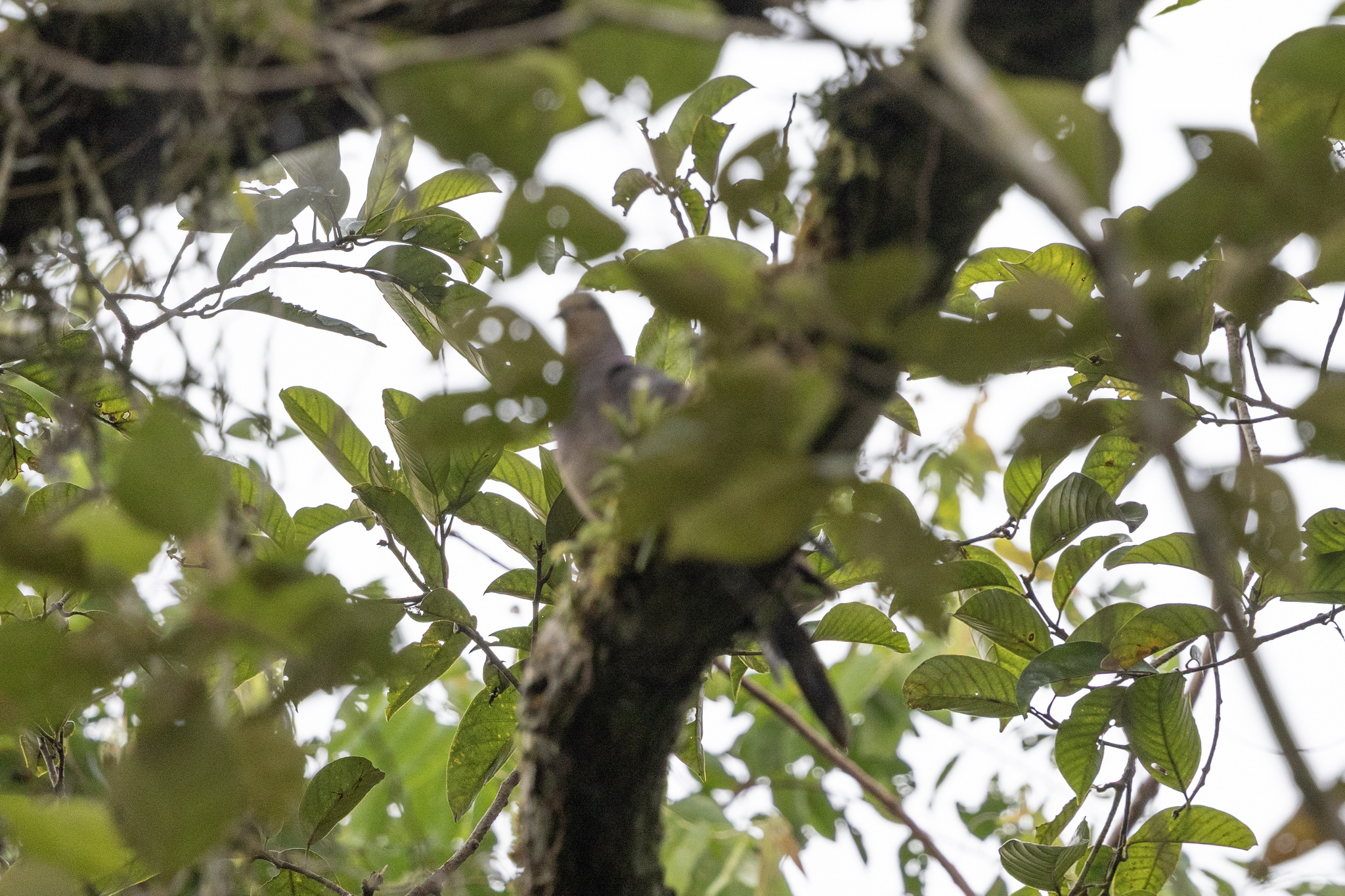 Barred Cuckoo-Dove (Macropygia unchall), photo 1