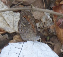 Heteropsis ankaratra