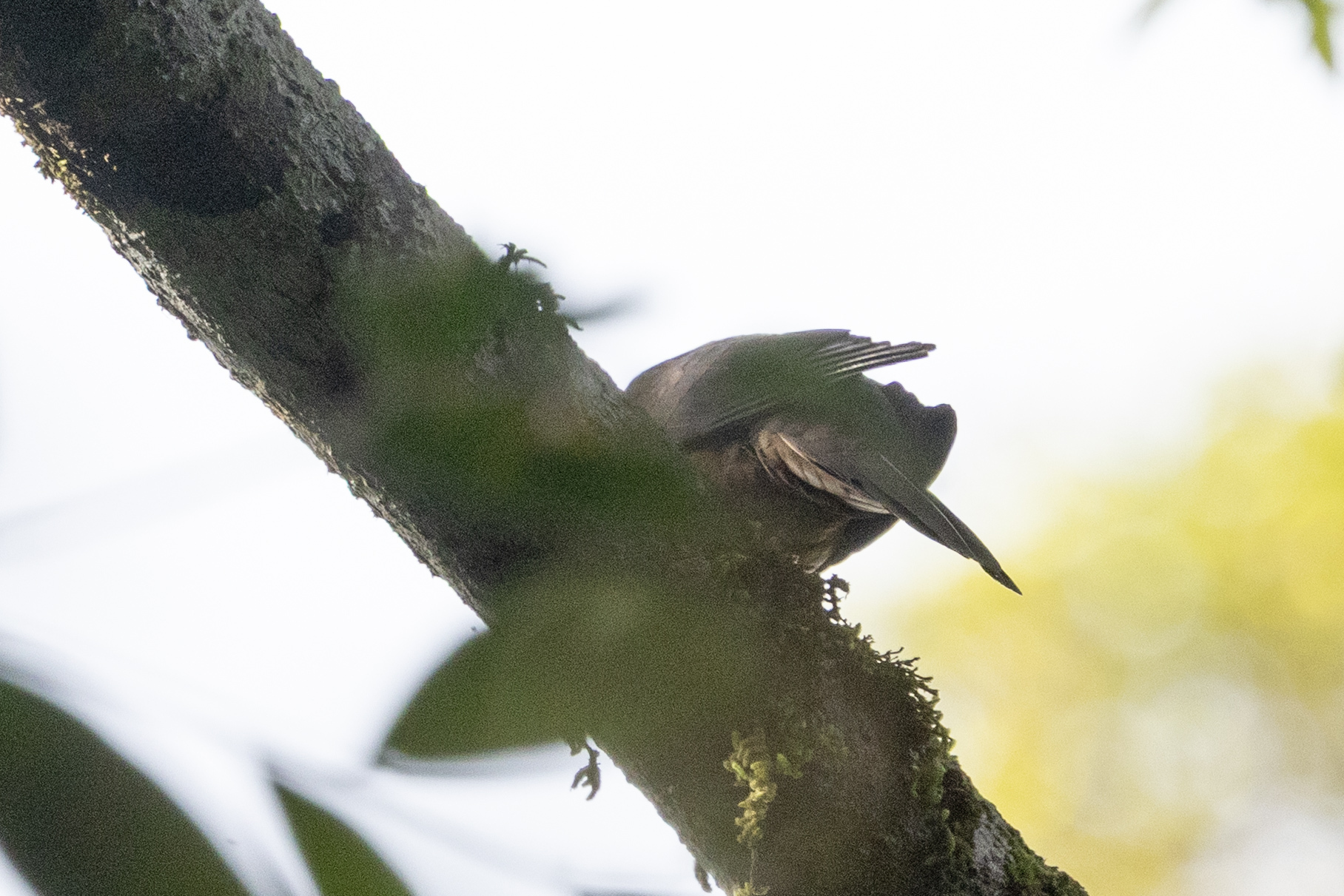 Barred Cuckoo-Dove (Macropygia unchall), photo 3