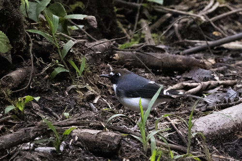 Sunda Forktail (Enicurus velatus), photo 1
