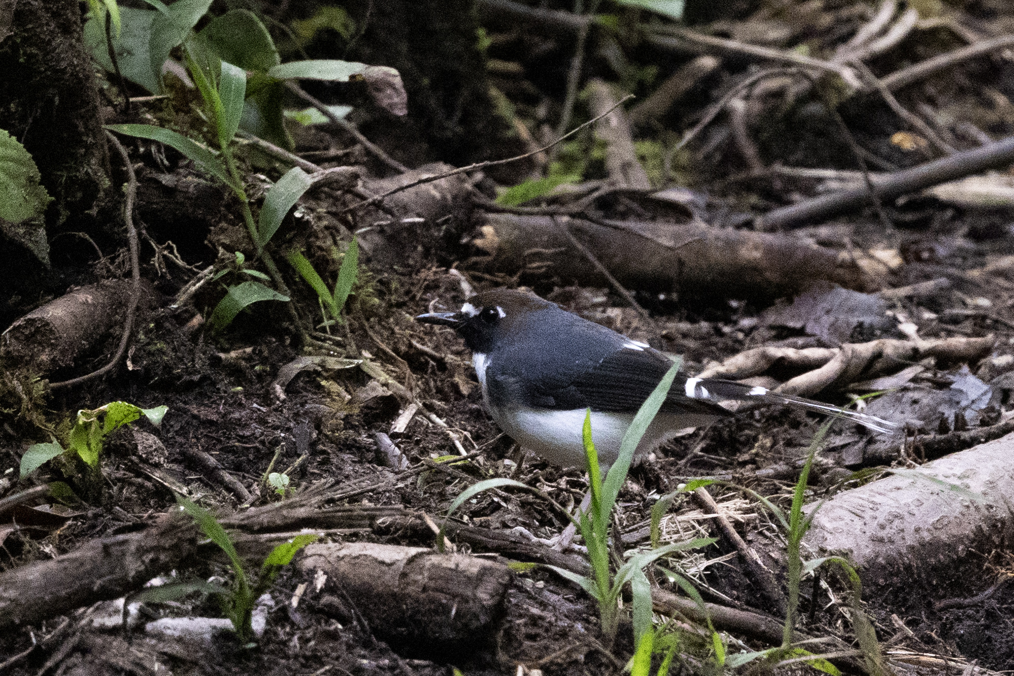 Sunda Forktail (Enicurus velatus), photo 1