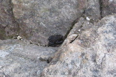 Melanophryniscus moreirae