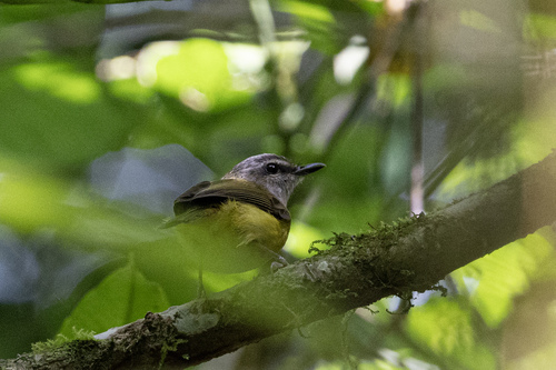 Yellow-bellied Warbler (Abroscopus superciliaris), photo 5