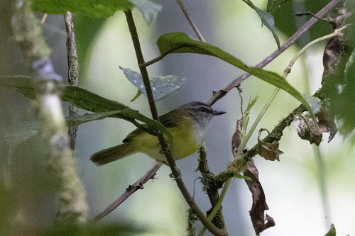 Yellow-bellied Warbler (Abroscopus superciliaris), photo 1