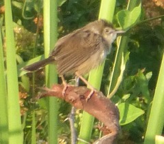 Cisticola cherina
