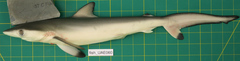 Carcharhinus sorrah