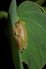 Hyperolius kivuensis