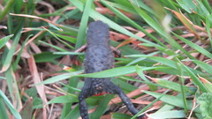 Melanophryniscus moreirae