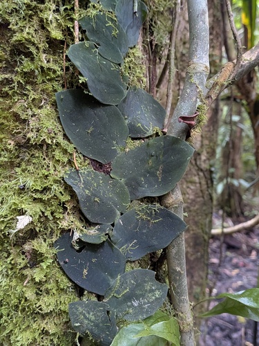 Rhaphidophora korthalsii