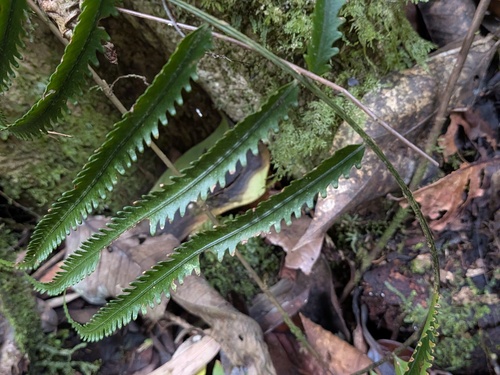Nephrolepis davallioides observed 2026-01-22