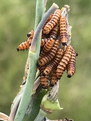 Cactoblastis cactorum