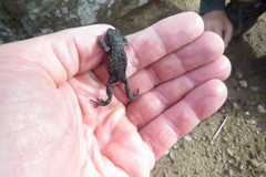 Melanophryniscus moreirae