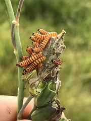 Cactoblastis cactorum